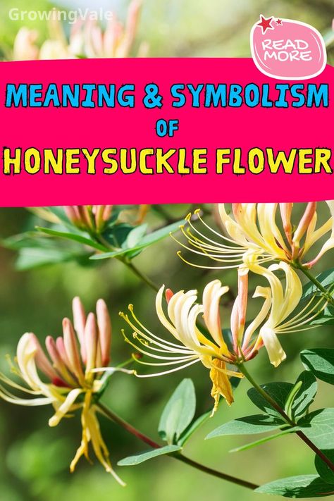 Honeysuckle Flower Meaning Honeysuckle Meaning, Honeysuckle Flowers, Honeysuckle Flower, Attract Pollinators, Traditional Medicine, Sweet Memories, Medicine, Meant To Be, Fragrance