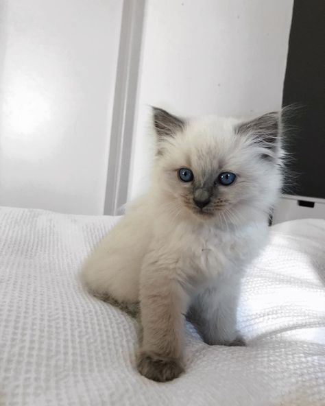 Birman Kittens, Kittens Coloring, Exotic Mammals, Siamese Kittens, Cute Little Kittens, Ragdoll Kitten, Cute Cats Photos, Tiktok Viral, Pet Photography