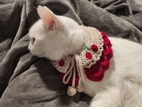 photo of a white cat in a crocheted collar Notes Abbreviations, Pet Collar Crochet, Cat Collar Crochet, Crochet Pet Collar, Crochet Cat Collar, Boho Dog Collar, Crochet Skull Patterns, Foundation Half Double Crochet, Crochet Capelet