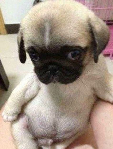 26 Teeny Tiny Puppies Guaranteed To Make You Say "Awww!" – Page 13 of 25 Anjing Pug, Baby Pugs, Tiny Puppies, Pug Puppies, Teacup Puppies, 웃긴 사진, Cute Pugs, Pug Love, Pug Life