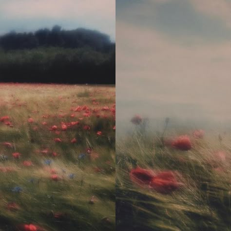 thaddäus on Instagram: "stoked that my series dancing poppies got the 1st place in the recent @fineartphotoawards amateur nature category! which one is your favorite?" Fields Of Poppies, Landscape Photography Aesthetic, Poppy Aesthetic, Poppy Photography, Idea For Photo, Flower Blooming, Long Exposure Photography, One With Nature, 1st Place