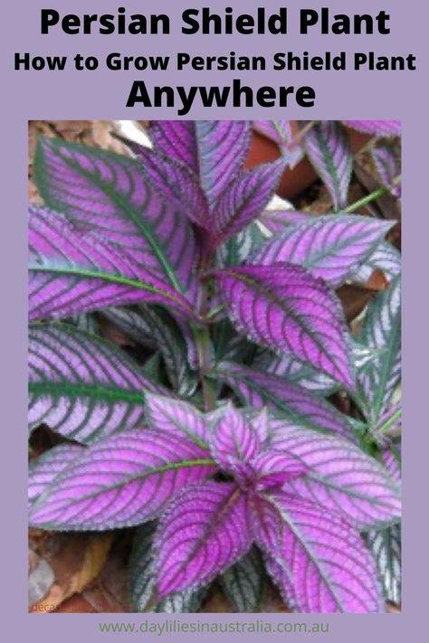 How to propagate and care for persian shield plant? Where to plant persian shield plant in the garden? Is persian shield plant frost tender? Persian Shield Plant, Persian Shield, Mailbox Garden, Florida Flowers, Rainforest Plants, Florida Landscaping, Florida Plants, Florida Gardening, Front Landscaping