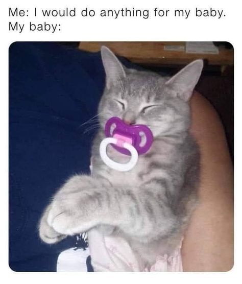 A Splendid Collection Of Wholesome Cat Memes To Warm The Soul - I Can Has Cheezburger? Cat Memes, A Cat, Memes, Animals, Instagram