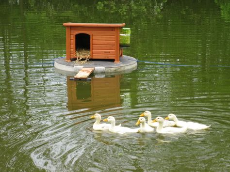 Click this image to show the full-size version. Duck House On Water, Floating Duck House Ideas, Duck House On Pond, House Duck, Duck House Plans, Duck Houses, Gravity Feeder, Duck Island, Floating Raft