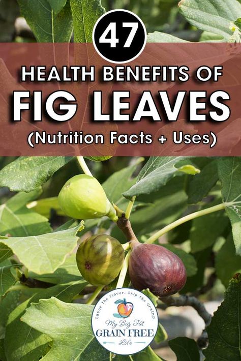 Fig Leaves Benefits, Growing Figs, Fig Leaf Tea, Health Benefits Of Figs, Fig Fruit, Green Fig, Fig Leaf, Fig Recipes, Dried Figs