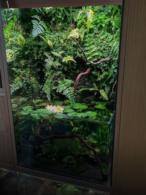 Nano Pond, Chameleon Enclosure, Bioactive Vivarium, Tank Terrarium, Tropical Terrariums, Frog Terrarium, Biotope Aquarium, Aquarium Garden, Terrarium Jar