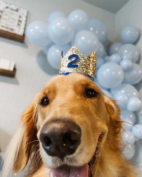 Dog Birthday Photoshoot, Dog Birthday Pictures, Golden Retriever Birthday, Dog Party Decorations, Dog Marketing, Golden Retriever Baby, Puppy Birthday Parties, Pet Hotel, Dog Photoshoot