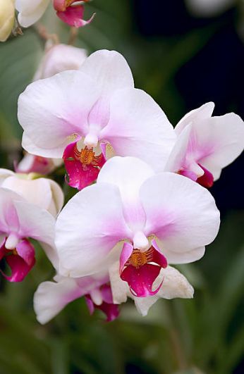 Moon Orchids (Phalaenopsis amabilis). Orchids Phalaenopsis, Moon Orchid, Floral Scents, Moth Orchid, Origami Paper Art, Orchid Flower, Flowering Trees, All Flowers, Floral Scent