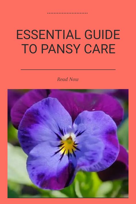 Are you looking to beautify your garden with vibrant pansy flowers? This guide offers all the tips you need for successful planting, growing, and caring for these charming blooms. From soil preparation to watering schedules, you'll discover how to provide the best environment for your pansies to thrive. Learn about fertilizer needs and light requirements to ensure your flowers are always stunning. With this essential guide focusing on pansy care, you’ll cultivate beautiful, healthy blooms throughout the season. Pansy Flowers, Powdery Mildew, Good Environment, Perennial Plants, Flower Beds, Garden Beds, Plant Care, Pansies, Container Gardening