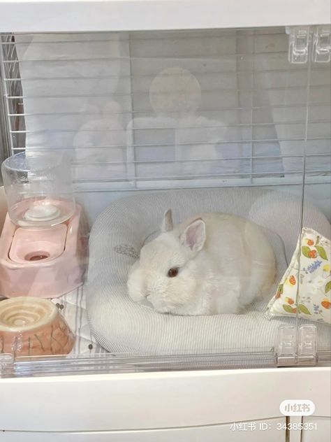 Rabbit Incloser Indoors, Bunny Cage Aesthetic, Rabbit Cage Aesthetic, Bunny Pen Indoor Aesthetic, Bunny Essentials, Pet Rabbits Aesthetic, Bunny Pet Aesthetic, Bunny Supplies, Bunny Needs