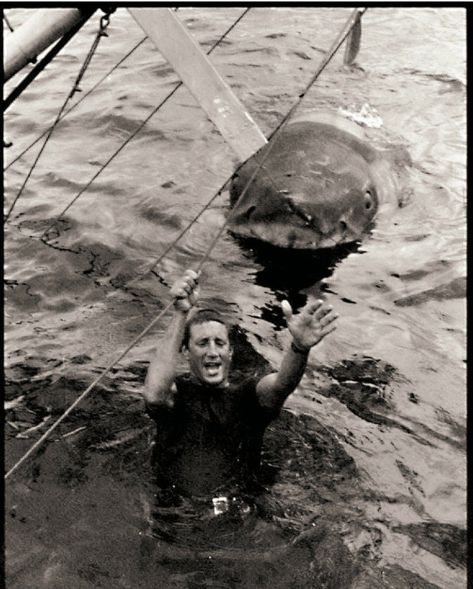 Roy Scheider and Bruce the shark,filming Jaws.1975 Jaws Bruce, Bruce The Shark, Shark Film, Jaws Film, Jaws 1975, Roy Scheider, Jaws Movie, Shark Pictures, Big Shark