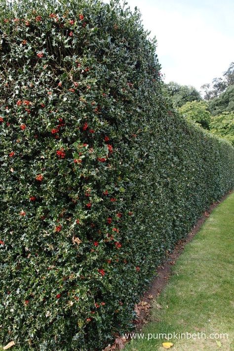 A beautiful holly hedge. Evergreen holly makes an excellent hedge that looks good all year round. Holly provides food and shelter for birds and other wildlife. If you're thinking of planting a hedge, ensure that your hedge grows right down to the ground, hedgehogs shelter and often nest under hedges, so this is an important habitat for hedgehogs and other wild animals. Holly Hedge, Indoor Palms, Garden Hedges, Front Gardens, Bottle Garden, Garden Shrubs, Evergreen Plants, Wildlife Gardening, Gardening Advice