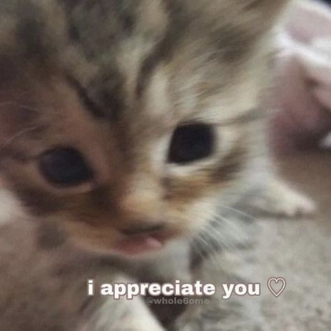 i appreciate you wholesome memes cat memes reaction memes I Appreciate You Reaction Pic, Simp Reaction Memes, Cute Reaction Pics, Cats Holding Hands, Type Of Girlfriend, Cats Food, Cat Hug, Ninja Cats, Reaction Images