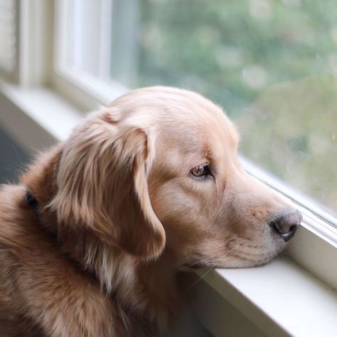 Sweet Basil Hayden on Instagram: “Waiting for the weekend.. #basilsgoldenlife” Basil Hayden, Dog Tumblr, Golden Family, Dog Waiting, Cutee Animals, Cute Small Animals, Sweet Basil, Puppies And Kitties, Dogs Golden Retriever