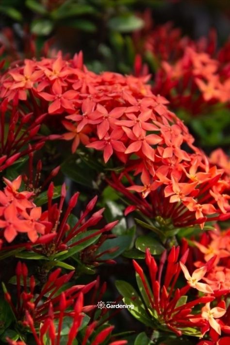 Thinking of planting some West Indian Jasmine around your home or in your garden? The Ixora, is a plant with brightly colored flowers, that comes in a variety of different colors. In this article, you'll learn everything you need to know about planting, growing, and successfully caring for Ixora. Flower Planting Guide, Indian Jasmine, Indian Garden, Jasmine Plant, Green Revolution, Green World, Indian Flowers, Plant Guide, Pretty Landscapes