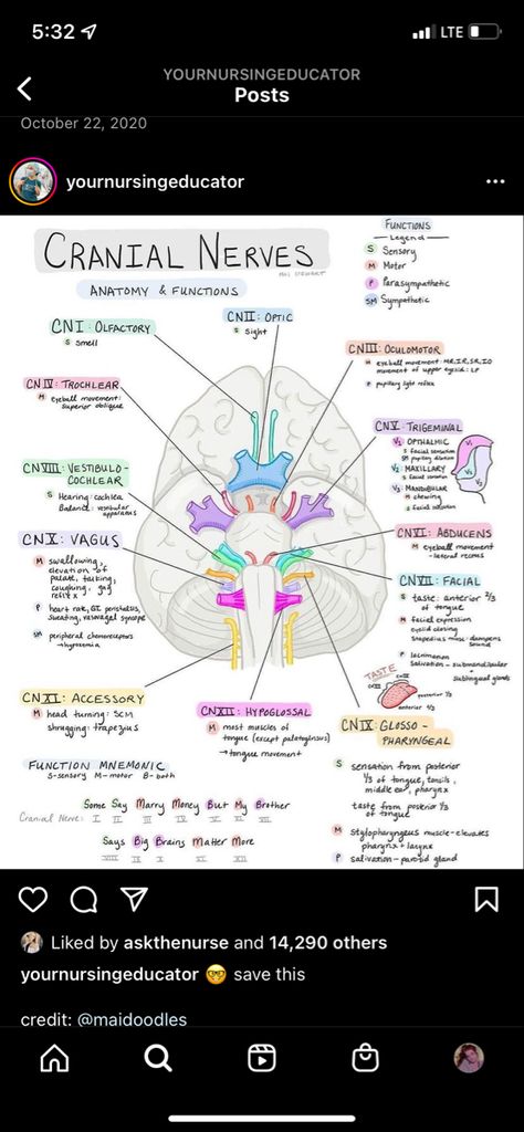 Sensory Overload, Cranial Nerves, Nurse Study Notes, Nursing Student Tips, Human Body Anatomy, Body Anatomy, Nursing Study, Study Notes, Nursing School