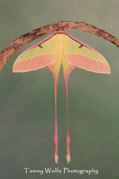 Male Chinese Luna Moth Pink Moth, On The Wings Of Love, Lunar Moth, Cool Insects, Lunar Moon, Moon Moth, Moth Caterpillar, Beautiful Bugs, Flying Insects