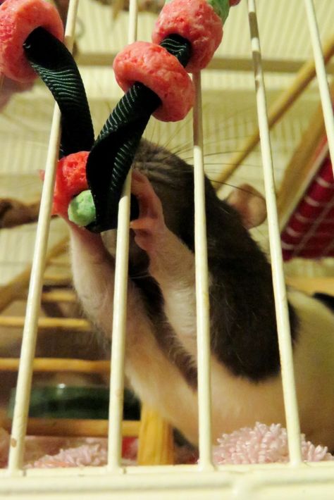 My pet rat Flower  works on a holiday enrichment treat -- a garland of red and green Fruit Loops Mouse Enrichment Diy, Pet Rat Enrichment, Diy Rat Enrichment, Rat Enrichment Diy, Mouse Enrichment, Rodent Enrichment, Rat Toys Diy, Rat Enrichment, Diy Rat Toys