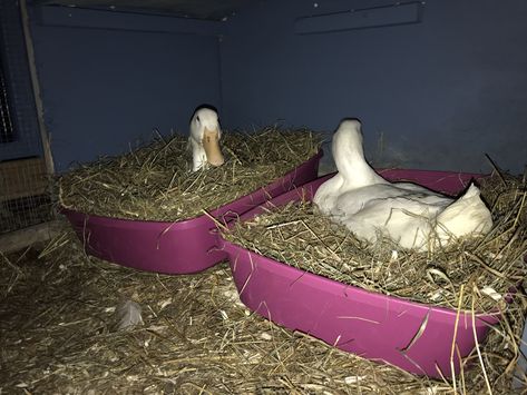 Pekin ducks using their nesting boxes to lay their eggs this morning! Cat litter boxes nicely cushioned with hay placed in a fairly secluded yet fairly open area. Pekin Ducks, Como Plantar Pitaya, Duck Pens, Pekin Duck, Backyard Ducks, Duck Farming, Duck Coop, Raising Ducks, Cat Litter Boxes