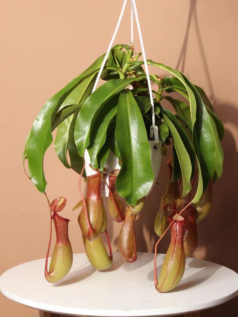 Plants Delivered Tomorrow By Dahing Plants Tropical Pitcher Plant, Tropical Environment, Hazel Green, Pitcher Plant, Soil Layers, Terrarium Plants, Fine Ceramic, Green Ceramics, Plastic Pots