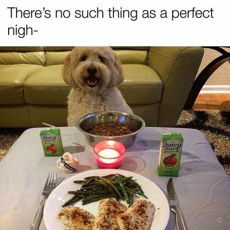 Spoiled Pets, Dog Humor, Juicy Juice, Dog People, Memes Humor, Funny Animal Pictures, Dog Memes, Happy Dogs, Animal Memes