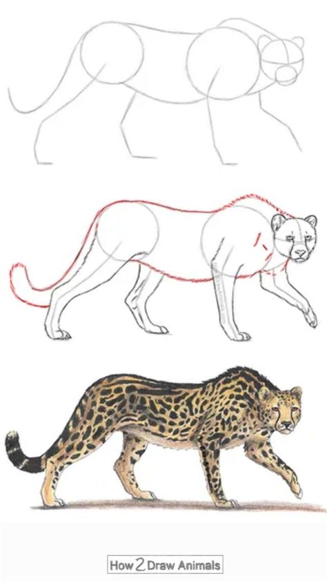 Animal Sketches Step By Step, Leopard Drawing Sketch, Tiger Drawing Reference, Animal Drawings Sketches Step By Step, Animal Drawing Step By Step, Desenhos Fáceis A Lapis, Animal Sketches Easy, Cheetah Drawing, Cats Art Drawing