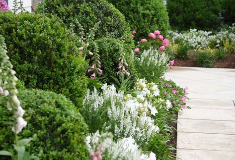 Landscape Architect Visit: A Cottage Garden on the Connecticut Coast Boxwood And Roses Landscaping, Connecticut Coast, Elegant Coastal Decor, Boxwood Landscaping, Coastal Plants, Driveway Garden, Leaf Lantern, Diy Will, Coastal Patio