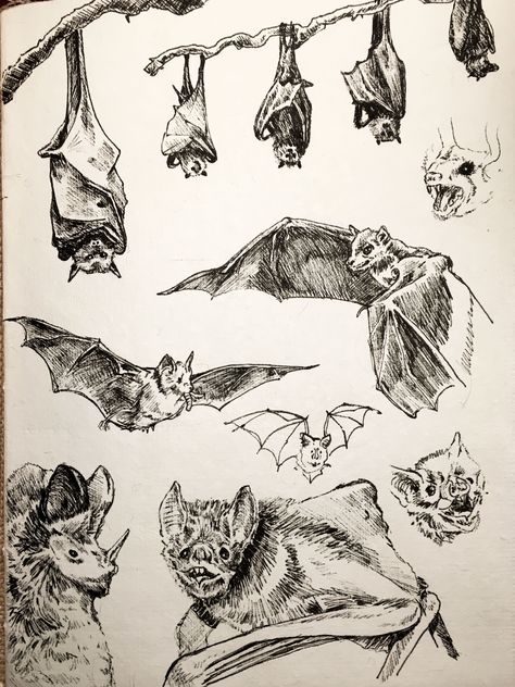 Bat Anatomy Illustration, Bat Drawing Scary, Vampire Bat Sketch, Cool Bat Drawing, Bat Pencil Drawing, Bat Anatomy Drawing, Bat Ink Drawing, Hanging Bat Illustration, Bat Skeleton Drawing