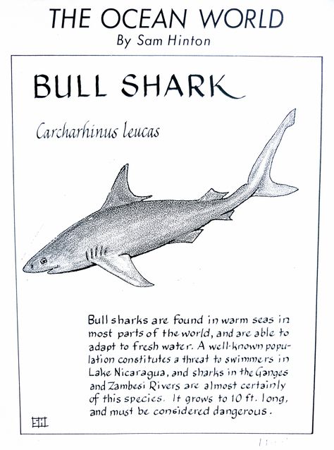 Bull Shark (Carcharhinus leucas) Shark Diagram Aesthetic, Shark Information Poster, Marine Biology Notes Sharks, Shark Poster Aesthetic, Bull Shark Drawing, Bull Shark Tattoo, Shark Diagram, Marine Biologist Notes, Shark Biology