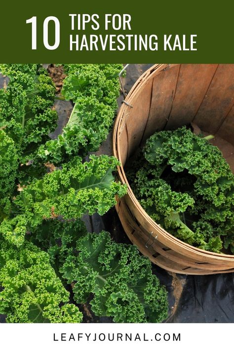 Discover the secrets to harvesting kale like a pro with these 10 expert tips! 🌿 Learn how to maximize your kale yield and keep your garden thriving. Whether you're a seasoned gardener or a newbie, these tips will elevate your kale game! Harvesting Kale, Kale Plant, Plant Growing, Growing Tips, Growing Plants, Hydroponics, Like A Pro, Kale, Canning