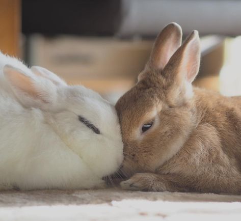 Bunnies Snuggling, Bunnies Kissing, Animal Duos, Bunnies Playing, Bunnies In Love, Bunny Pics, 2 Bunnies, Sleepy Bunny, Two Rabbits