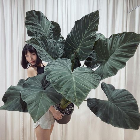 Araceae Species, Cultivars and Hybrids — Aroidpedia Alocasia Odora, Philodendron Plant, Plant Journal, Cell Division, Zone 10, Philodendron Monstera, Gene Expression, Spider Mites, Pest Management