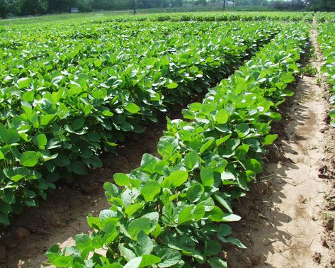 Soybean Plant | Soybean varies in growth and habit. The height of the plant varies ... Soy Plant, Soybeans Plant, Houses Exterior, Tiny Worlds, Iowa Farms, Food Plot, Farm Kids, Midwest Living, Market Garden