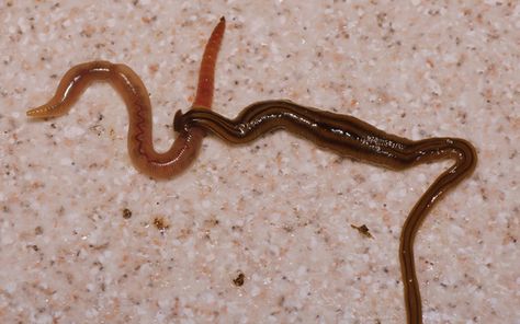 The hammerhead flatworm Bipalium kewense makes short work of an earthworm. Worm Facts, Farm Marketing, Forest Ecosystem, Earthworms, Backyard Inspo, Invasive Species, How To Make Shorts, How To Stay Healthy, France