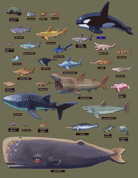 Animal Infographic, Shark Boy, Sea Creatures Art, Ocean World, Art Activities For Toddlers, Shark Art, Deep Sea Creatures, Beautiful Sea Creatures, Activities For Toddlers