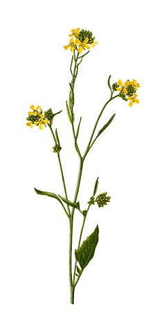 Annual Herbal Medicinal Medicine Must Mustard Flower Drawing, Mustard Plant Drawing, Mustard Plant Tattoo, Mustard Flower Tattoo, Mustard Tattoo, Mustard Illustration, Mustard Seed Tattoo, Mustard Seed Plant, Canola Plant