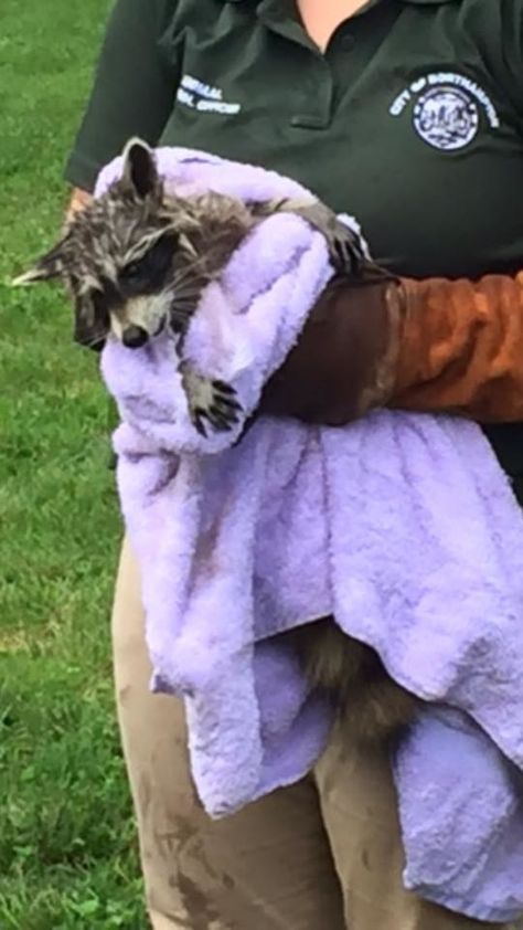 An animal control officer toweled off the little guy, who then “took off… Sewer Grate, Animal Control Officer, Nobody's Perfect, Animal Control, Having A Bad Day, Animal Welfare, An Animal, Grease, Animals Wild