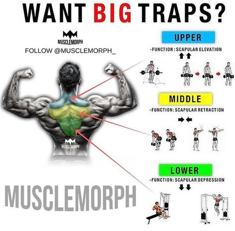 The 8 best traps exercises to develop the slab of trap muscles to your upper back. This workout hits the traps hard with high-volume, muscle-building rep ranges and an eclectic mix of exercises—a standard dumbbell shrug, a bodyweight shrug using a dip station, ... Traps Workout At Home, Best Trap Exercises, Trapezius Workout, Traps Muscle, Dumbbell Arm Workout, Traps Workout, Workout Hiit, Arm Workout Women, Gym Workouts For Men