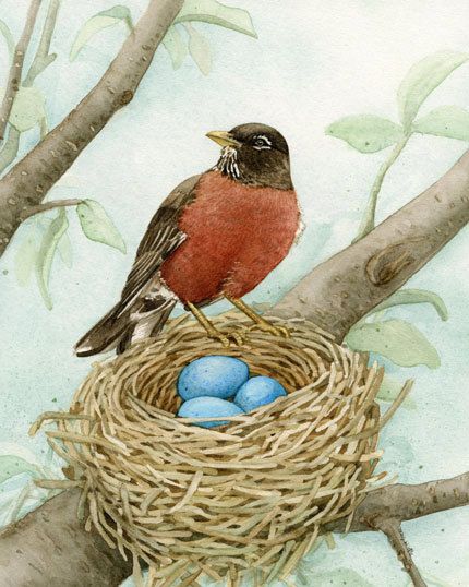 by Tracy Lizotte Studios at etsy Bird Nest Painting, Blue Eggs, Robin Bird, Bird Tree, Bird Pictures, Bird Drawings, Bird Illustration, Watercolor Bird, Vintage Birds