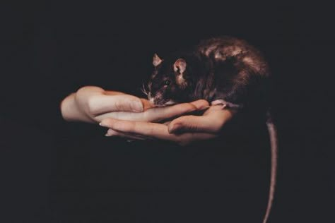 Free Halloween Pictures, Rat Aesthetic, Rattus Rattus, Rat Poison, Black Rat, John Malkovich, Robert Burns, Dream Meanings, Year Of The Rat