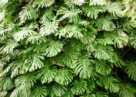 Perforated leaves as wide as 3 feet earned tropical Monstera the nickname Swiss Cheese Plant (and distinguish it from lookalike split-leaf philodendrons). Monstera Plants, Garden Wall Designs, Jungle Gardens, Swiss Cheese Plant, Poisonous Plants, Cheese Plant, Big Plants, Plant Identification, Monstera Plant