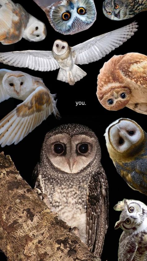 dark aesthetic owls collage wallpaper backround Barn Owl Wallpaper, Owls Aesthetic, Owl Wallpaper Iphone, Wallpaper Iphone Dark, Cute Owls, Eagle Owl, Owl Wallpaper, Wallpaper Collage, Wallpaper Pink