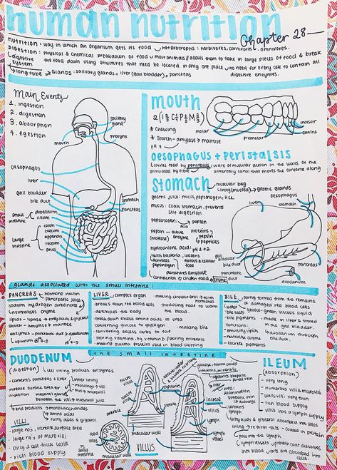 Nutritionist Study Notes, Nutrition In Human Beings Notes, Nutrition In Amoeba Notes, Human Nutrition Notes, Nutrition Notes College, Nutrition Notes Nursing, Nutrition Biology Notes, Neurosurgeon Aesthetic Notes, Nutrition Study Notes