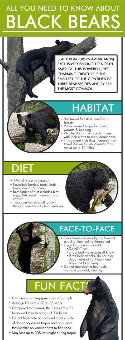 Black Bear Facts Black Bear Craft, Bear Habitat Project, Facts About Bears, Black Bear Hunting, Bear Facts, Bear Habitat, Wildlife Facts, Bear Safety, Habitats Projects