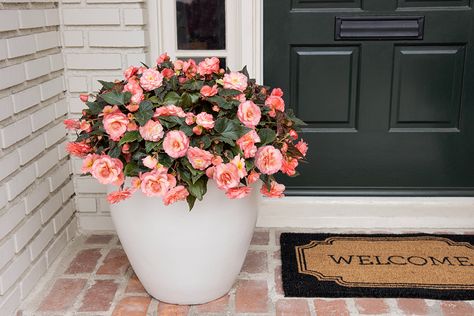 Front Porch With Plants, Porch With Plants, Craftsman Front Porch, Suburban Homesteading, Front Porch Flower Pots, Front Porch Bench, Front Porch Plants, Brick Porch, Front Porch Flowers