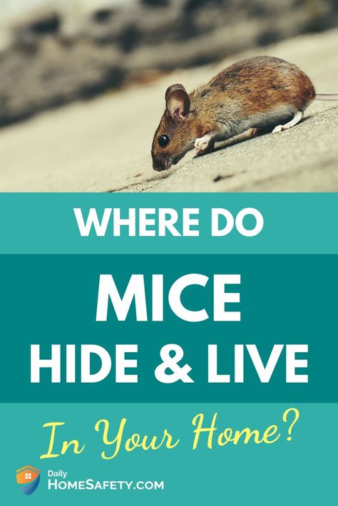 Pin on Diy mice repellent Best Way To Get Rid Of Mice In Your House, How To Get Mice Out Of Your House, How To Catch Mice, How To Catch Mice In House, How To Catch A Mouse In The House, How To Get Rid Of Mouse In House, Mice Get Rid Of, How To Get Rid Of Rats In The House Fast, Get Rid Of Mice In House