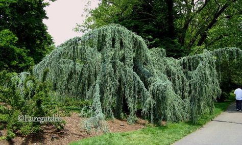 Weeping Blue Atlas Cedar, Cedrus atlantica ‘Glauca Pendula’ - a giant specimen photographed at the Biltmore Estate gardens.  The tree originated in Africa's Atlas Mountains. (spotted 2 much smaller at Lake Artemesia) Weeping Blue Atlas Cedar, Biltmore Estate Asheville Nc, Blue Atlas Cedar, Aquatic Garden, Estate Garden, Lily Plants, Biltmore Estate, Yard Project, Landscape Trees