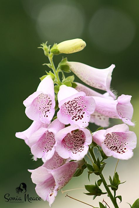 Fox gloves Fox Gloves Flower, Fox Gloves, Funky Florals, Fox Glove, Photo Flowers, Watercolour Flower, Watercolor Flowers Tutorial, Flowers Tutorial, Flower Style