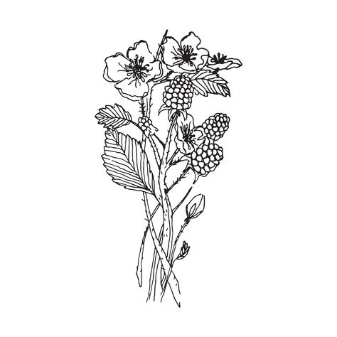 Blackberry Drawing, Bush Vector, Brother Bear Tattoo, Pr Tattoo, Cute Meaningful Tattoos, Blackberry Tattoo, Bujo January, 21 Tattoo, Blackberry Bush