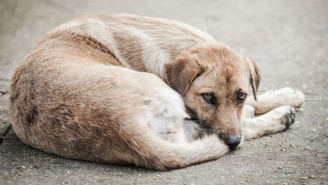 With cold weather and storms on the way, here's what you can do to help homeless dogs and cats. Stray Animals, Coconut Oil For Dogs, Oils For Dogs, Homeless Dogs, Itchy Skin, Dog Health, Dogs And Cats, Dog Care, Pet Health